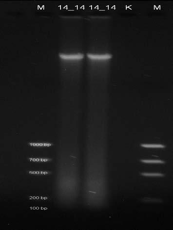 Určení kvality vyizolované DNA Obr 23.