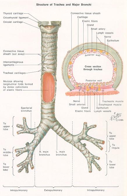 Štruktúra trachey