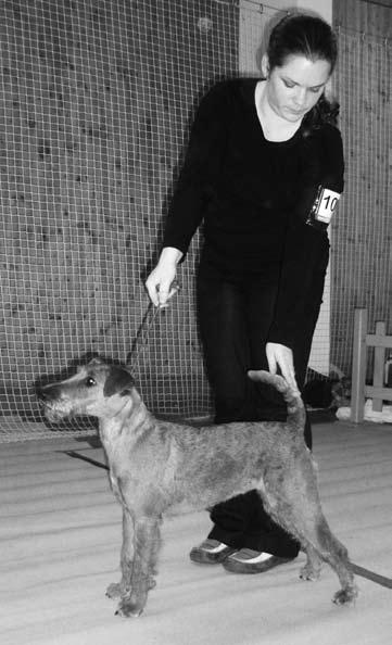 pracovná Hündin/Gebrauchsklasse HAMALKA LEMART - VD1 Foxteriér hrubosrstý, suka HAPPY FOXY Z KULIARU -V1, CAJC, DV, BOB, maj.: J.