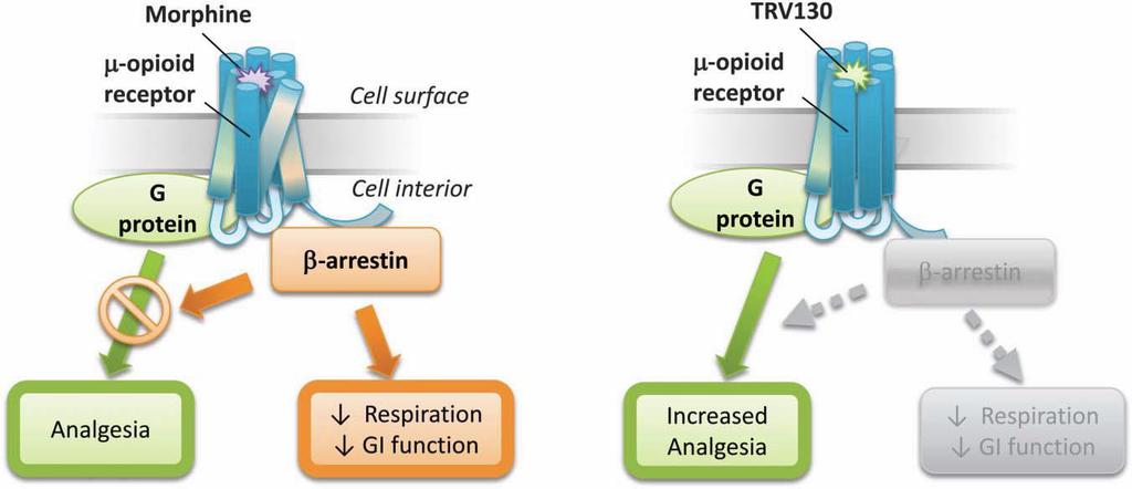 Oliceridin (T130) Trevena Oliceridine a novel mu-receptor G protein pathway selective modulator I.v. podání (p.