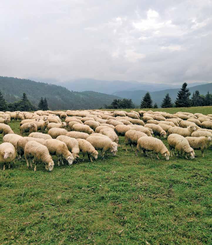 družstvo pre