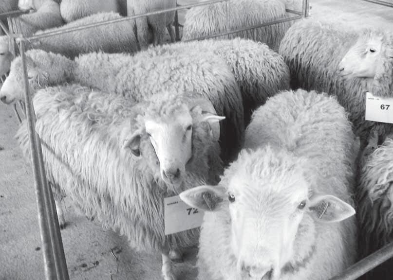 Z ČINNOSTI ZVÄZU Nákupný trh plemenných baranov na farme AT Tatry Spišská Belá v Podhoranoch Ing. Pavol Gúgľava, ZCHOK na Slovensku družstvo Dňa 13. 6. 2018 sa na farme AT Tatry Spišská Belá, s. r. o.
