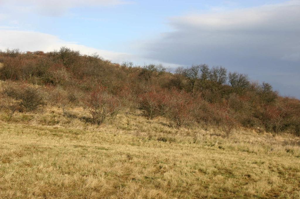 Porosty šípků, hlohů a trnek ve své