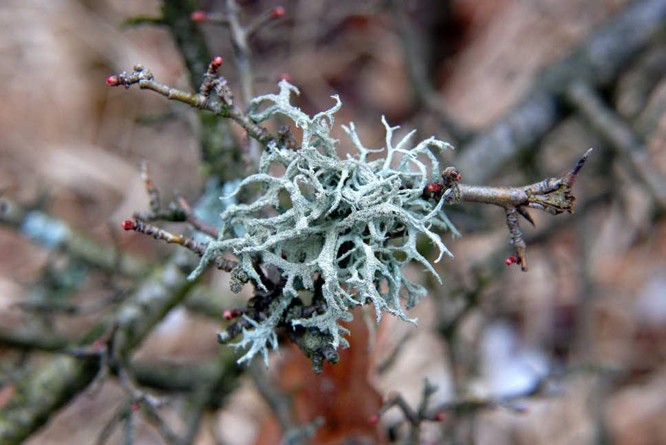 O. Peksa) Evernia mesomorpha kriticky ohožený