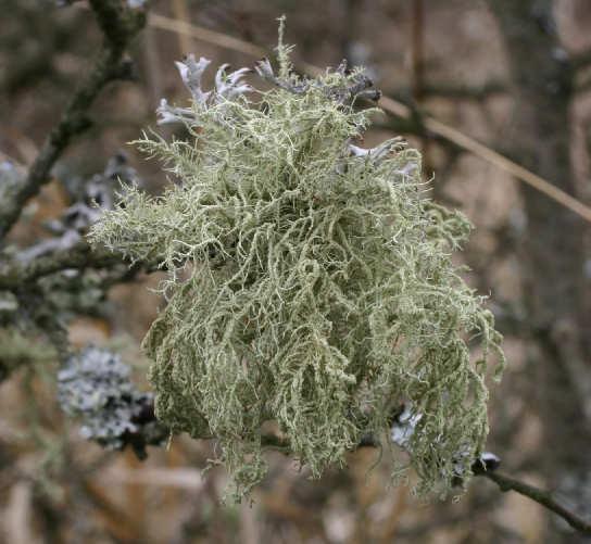 Usnea