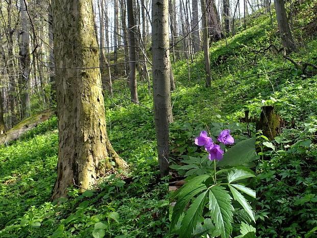 Elektronický podpis - 23.5.2017 Certifikát autora podpisu : Jméno : Ing. Monika Ryšková Vydal : PostSignum Qualified C... Platnost do : 3.1.2018 Implementace území soustavy Natura 2000 v Moravskoslezském kraji, 2.