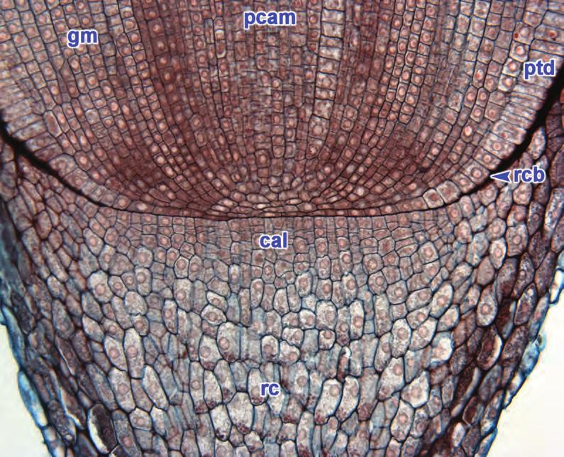 root Obr. 9 Podélný řez středem vrcholu kořene kukuřice seté (Zea mays L.) uzavřený typ apikálního meristému. S poděkováním UC Davis, CA, USA.