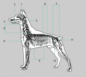 Nervová soustava je základním regulačním systémem organizmu psa. V organizmu plní základní funkce jako: Přijímá podněty smyslovými orgány tzv.