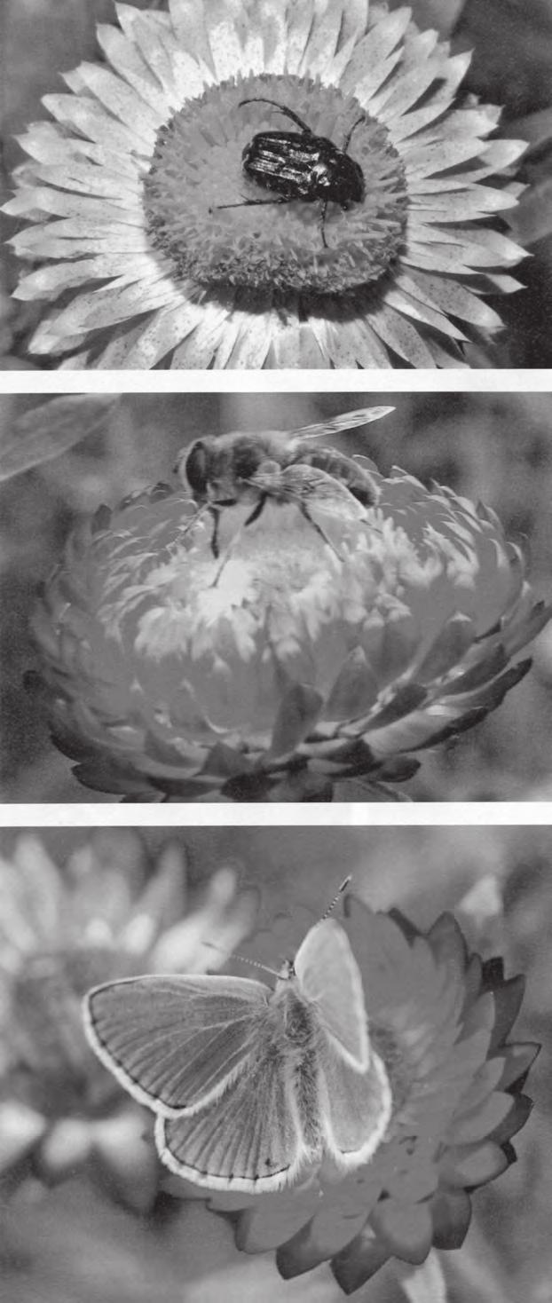 Vzácný a částečně ohrožený druh zlatohlávek tmavý (Oxythyrea funesta) tráví hostinou na pylu hodně času. Pestřenka (Eristalis pertinax)má ústní ústrojí přizpůsobené sběru nektaru i pylu.