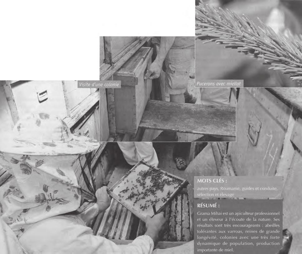 Proto by nová včelstva měla být lepší, než ty co už má. V praxi to znamená, že si každoročně z deseti včelstev pocházejících z různých oblastí přírodní rezervace ponechá maximálně každou druhou matku.