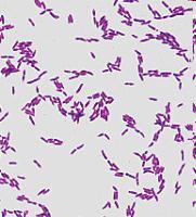příklady užitečných bakterií Lactobacillus (mléčné bakterie) grampozitivní tyčky, zkvašují sacharidy včetně