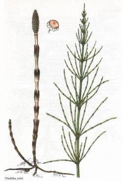 Obr. 14 Přeslička rolní (zleva - jarní a letní lodyha) 23 