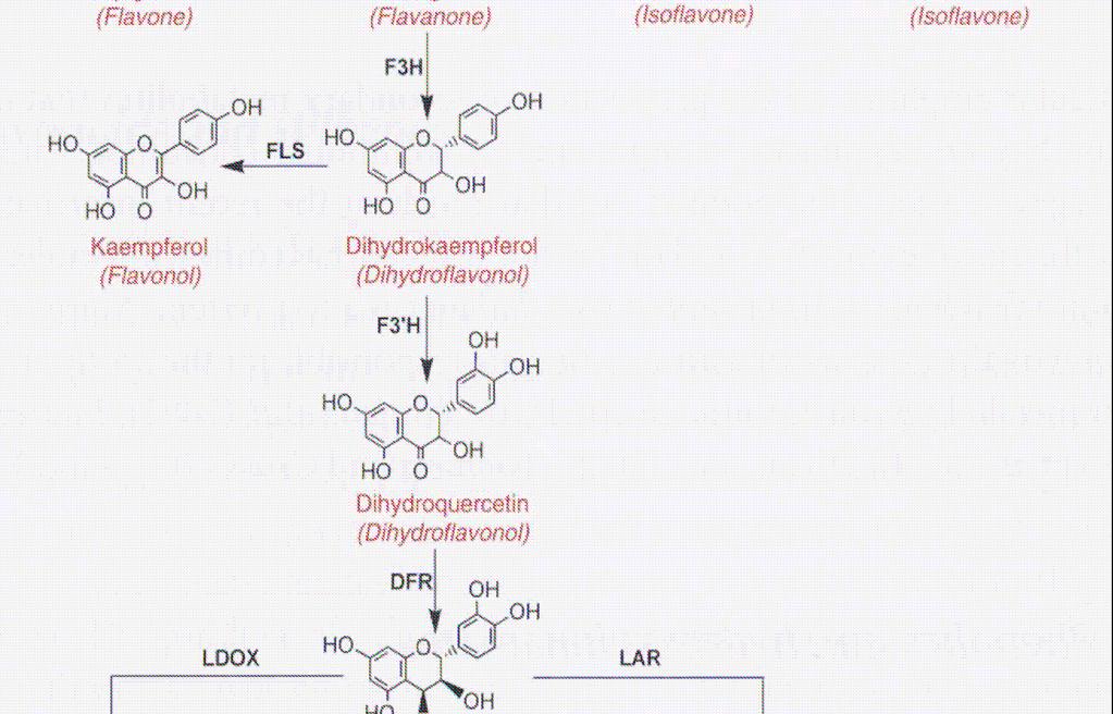 metabolické cesty a
