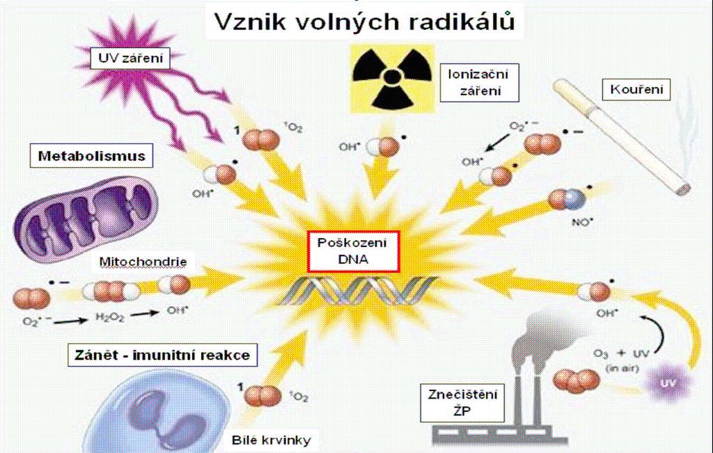 Kyslík, který dýcháme, slouží buňkám jako palivo při výrobě chemické energie ve formě velmi důležité molekuly ATP.