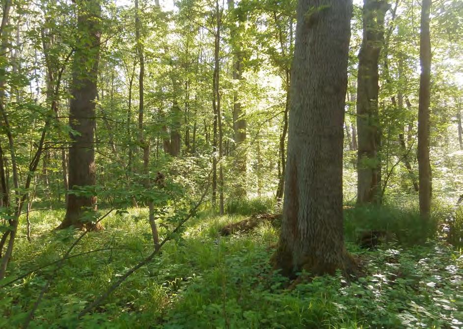 Bělohradská