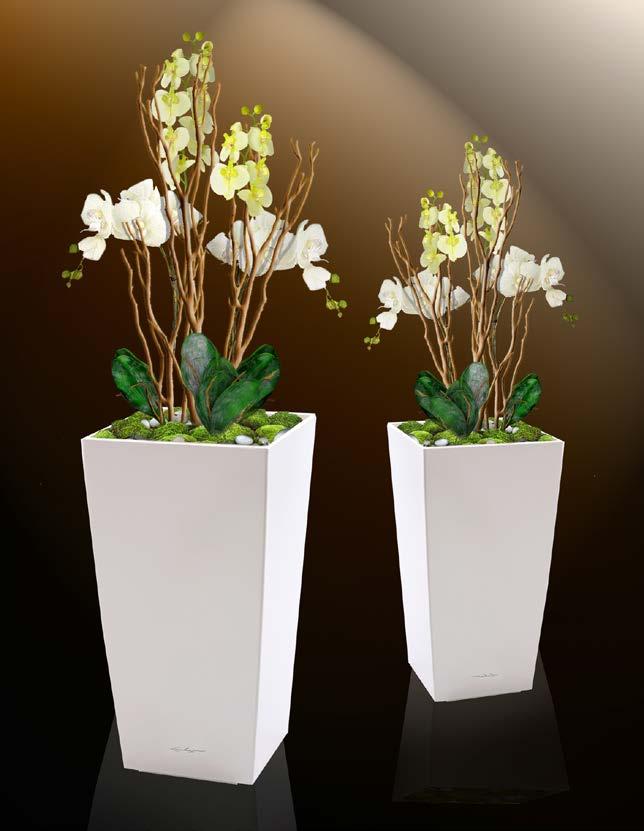 cm Orchidej v