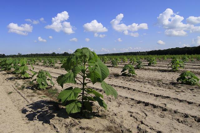 19 pre Biomasu : 1ha cca 2 500 sadeníc 2x2m, pre kvalitné drevo typu A : 1ha 600 sadeníc 4x4m, sadenica sa vysadí do