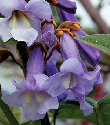 2.2 Základné informácie Názov: Paulownia Druhy:
