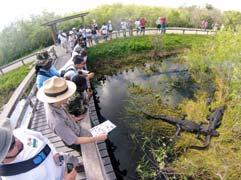 cz/petrtyl/ Pobřežní mokřadní ekosystémy (Coastal wetland ecosystems) Slané marše (slaniska) (Tidal salt marshes) Sladkovodní marše (Tidal freshwatermarshes) Mangrovy (Mangrove