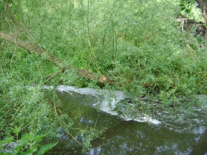 Řešení: odstranit Odpovědnost: MO ČRS Plaňany.