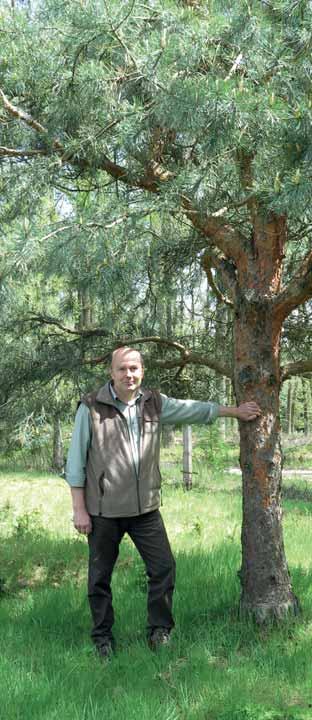 Borové a dubové hospodářství na Lesní správě Plasy