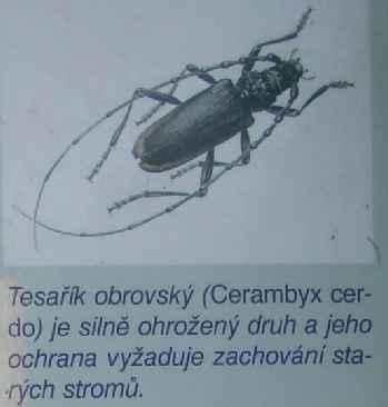Lednický