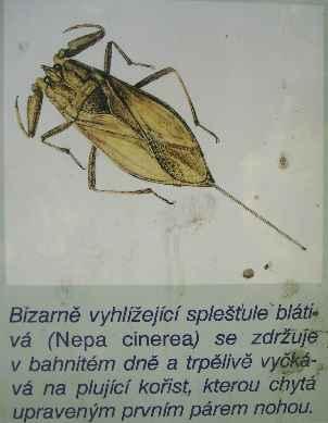 svým životem