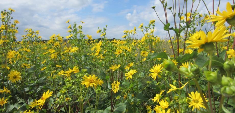 Význam Mužáka prorostlého (Silphium perfoliatum L.