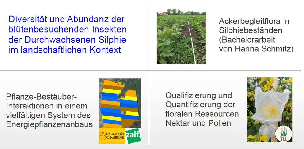 Stanovení cílů pro nadzemní biodiverzitu Rozmanitost a hojnost hmyzu hostujícího na květech Mužáka prorostlého v kontextu krajiny Rostliny vyskytující se na polích v porostech Mužáka