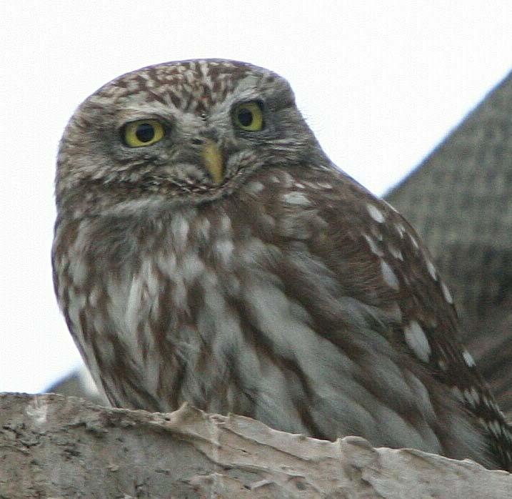 Sýček obecný (Athene noctua) malá sova, měří asi 22 cm (jako hrdlička)