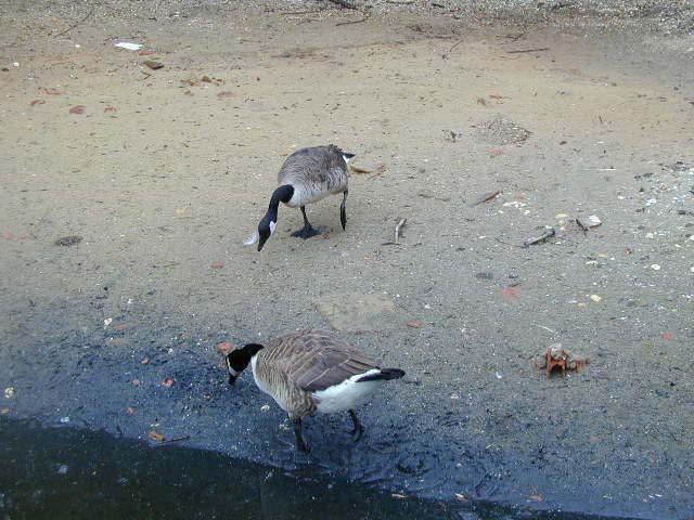 Berneška velká (Branta canadensis) nižší