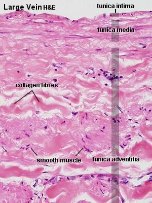 Obrázek 2: Mikroskopická stavba cévní stěny http://www.lab.anhb.uwa.edu.au/mb140/corepages/vascular/vascular.htm (19. 4. 2013) Tunica intima Je vrstva cévy, která je v bezprostředním styku s krví.