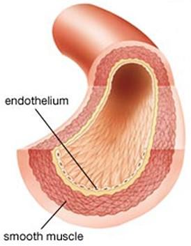 5 Endotel Hlavní podíl v regulaci funkce cévního systému a v patogenezi KVO má endotel. Právě endoteliální dysfunkce je nejčastějším projevem poruchy funkce endotelu.