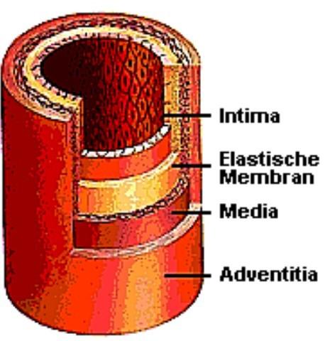 4 Mikroskopická anatomie cév Hlavní funkcí cévního řečiště je rozvod okysličené krve tkáním a přívod odkysličené krve z tkání zpět do plic.