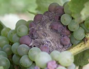 roku stáří vinice lze v IP použít proti fytosugním roztočům, včetně hálčivce révového, pouze dravého roztoče T. pyri!). 3.4.