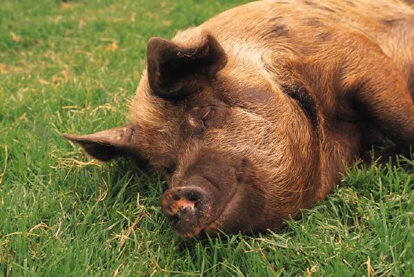 širokospektrých beta-laktamáz Kolář M, Bardoň J, Sauer P. et al. Acta Veterinaria Brno. 2005, 74:249-253.