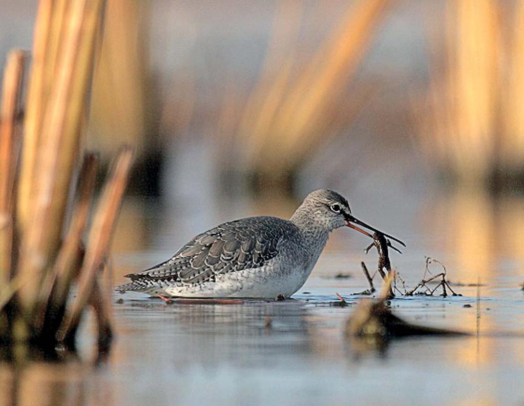 KROUŽKOVATEL Zpravodaj Společnosti spolupracovníků Kroužkovací stanice NM 11 duben 2011 Lovící vodouš tmavý na lokalitě Velké jezero u Bánova. Foto ke článku na s. 10 až 12. Foto: J.