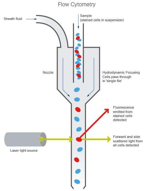 Alternativní metody Průtoková cytometrie (FCM- flow cytometry) Výstupem je celkový počet buněk (TCC), informace o jednotlivých buňkách a jejich fyziologickém stavu + rychlost automatizace