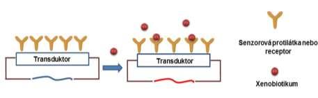 Biosenzory Biosenzory jsou analytické přístroje složené ze dvou základních částí biologického prvku (senzorová biomolekula) a