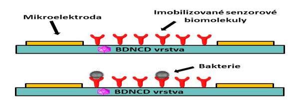 Projekt a stavba biosenzoru FV10312 Biosenzory pro detekci bakteriální kontaminace pitné vody Cíl - vývoj a aplikace ultracitlivého elektrochemického biosenzoru Modelový organismus bakterie