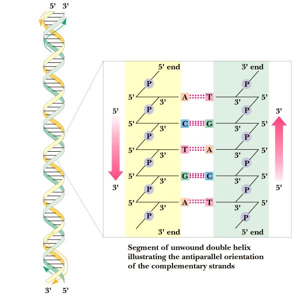 Struktura DNA