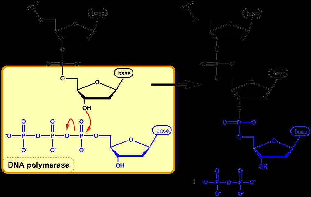 DNA-dependentní DNA-polymerázy syntetizují