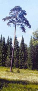 borovice lesní Pinus sylvestris L.