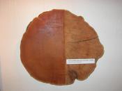 podmínky 110-1100 m n.m. areál: euroasijský důležité: pionýrská dřeviny volných