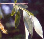 výkyvy, silné mrazy-pozdní mrazy 150-1000 m poznámka: jasan úzkolistý Fraxinus angustifolia Vahl. vrba bílá Salix alba L.