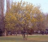 vrba jíva Salix caprea L. + vrby Salix sp.