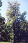 m n.m. areál: eurasijský důležité: pionýrská dřevina vrba slezská Salix silesiaca výška: 2-4 m