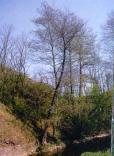půdy, náplavy, různorodý materiál chladnomilný druh, soutěsky bystřin 600-1600 m n.m. areál: středoevropský (Karpaty, Balkán) topol černý Populus nigra L.