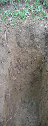sedimentů a to hlavně písků (minerálně chudý substrát