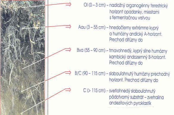 kambickým hnědým horizontem, vyvinutý v hlavním